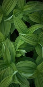 Hojas,Planta,Macro,Rayas