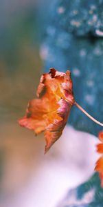 Leaves,Plant,Macro,Surface,Moss,Dry