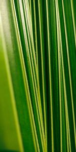 Hojas,Macro,Venas,Planta,Sistema Circulatorio