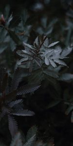 Leaves,Plant,Macro,Wood,Branches,Tree,Close Up