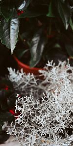 Leaves,Plant,Miscellanea,Close Up,Branches,Miscellaneous