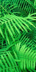 Leaves,Plant,Nature,Fern