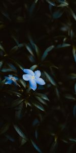 Flores,Hojas,Planta,Pétalos,Florecer,Floración