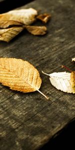 Leaves,Plants