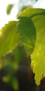 Leaves,Plants