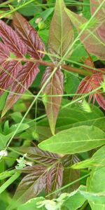 Leaves,Plants