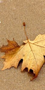 Leaves,Plants