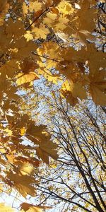 Leaves,Plants