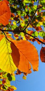 Leaves,Plants