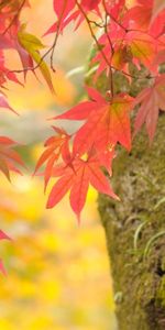 Leaves,Plants