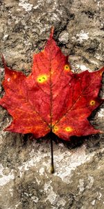 Feuilles,Plantes