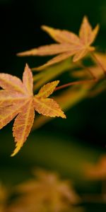 Leaves,Plants