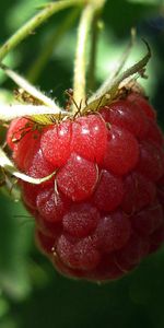 Leaves,Raspberry,Macro,Branch,Berry,Ripe