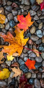 Leaves,Stones,Humid,Nature,Maple,Wet,Autumn