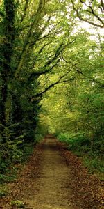 Leaves,Summer,Forest,Path,Trail,Ivy,Dense,Nature