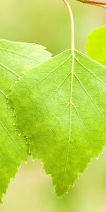 Leaves,Summer,Macro,Shine,Light,Bright,Birch