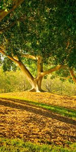 Leaves,Summer,Smooth,Shadows,Nature,Trees,Park,Trunks