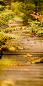 Otoño,Naturaleza,Hojas,Helecho,Vegetación,Pista