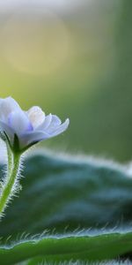 Hojas,Flor,Macro,Planta,Violeta