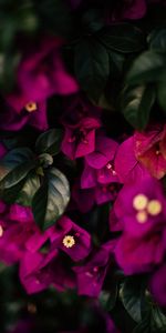 Leaves,Violet,Veins,Flowers,Purple