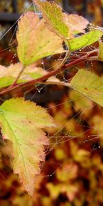 Hojas,Web,Drops,Macro,Otoño