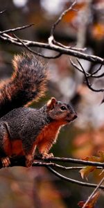 Leaves,Wood,Tree,Branches,Animals,Squirrel,Autumn