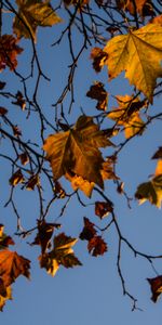 Leaves,Wood,Tree,Branches,Nature,Branch,Maple