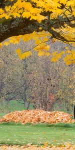 Leaves,Wood,Tree,Rope,Nature,Autumn,Maple,Wheel,Swing