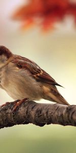 Feuilles,Bois,Arbre,Moineau,Branche,Animaux,Oiseau