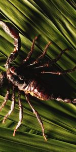 Queue,Les Griffes,Griffes,Planter,Jambes,Feuilles,Plante,Animaux,Scorpion