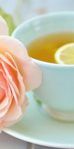 Une Tasse,Thé,Citron,Une Rose,Coupe,Nourriture,Rose