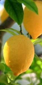 Lemons,Plantas