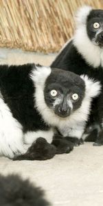 Lemur,Animals,Unusual