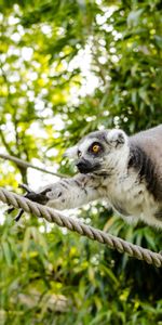 Lémur,Anillo De Lémur De Cola,Lémur Gato,Katta,Animales