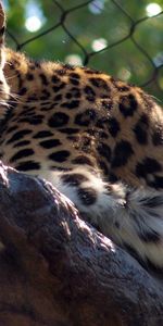 Animales,Leopardo,Gato Grande,Depredador