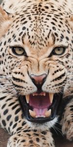 Leopard,Grin,Muzzle,Aggression,Animals