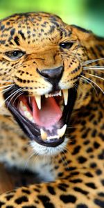 Leopard,Grin,To Fall,Mouth,Roar,Rage,Animals,Wild Cat,Wildcat