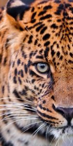 Leopard,Muzzle,Animals,Aggression,Big Cat