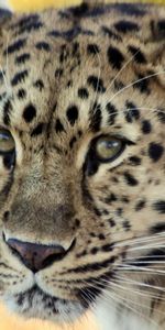 Leopard,Muzzle,Nice,Sweetheart,Animals,Old,Sad