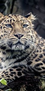 Dolor,Leopardo,Visión,Opinión,Depredador,Bozal,Tristeza,Animales