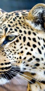 Animales,Bozal,Gato Grande,Color,Leopardo,Depredador