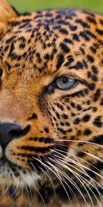 Leopard,Muzzle,Predator,Sight,Opinion,Animals,Big Cat