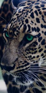 Leopard,Muzzle,Predator,Sight,Opinion,Green Eyed,Animals