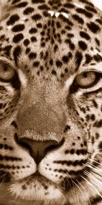 Leopard,Muzzle,Spotted,Spotty,Animals,Sorrow,Sadness