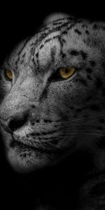 Leopard,Muzzle,Spotted,Spotty,Bw,Predator,Big Cat,Chb,Animals