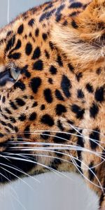 Animales,Bozal,Manchado,Irregular,Depredador,Gato Grande,Leopardo