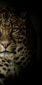 Leopard,Opinion,Animals,Predator,Big Cat,Sight,Dark