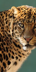 Animales,Leopardo,Depredador,Gato