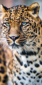 Leopard,Predator,Big Cat,Sight,Opinion,Animals