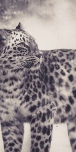 Depredador,Gato Grande,Bw,Animales,Leopardo,Chb